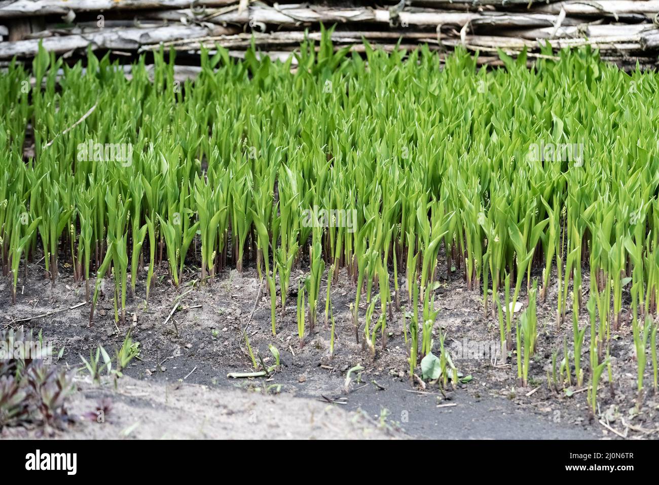 Densely growing lilies of the valley before flowering. Plants with