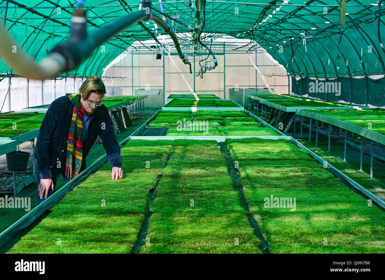 PRODUCTION - 14 February 2022, Brandenburg, Bestensee: Simon Dierks, Head of Marketing at Green City Solutions, stands in a greenhouse with lots of moss mats. Anyone entering the greenhouses on the outskirts of Bestensee (Dahme-Spreewald) will at first think they are standing in a forest after a downpour: An intense scent of damp moss envelops the astonished visitor, emanating from green mats measuring about 60 by 80 centimeters that lie on the ground or hang vertically from rolling scaffolding. 'We grow the moss here to use it as an air filter,' explains Peter Sänger. (to dpa: 'Gray serrated Stock Photo