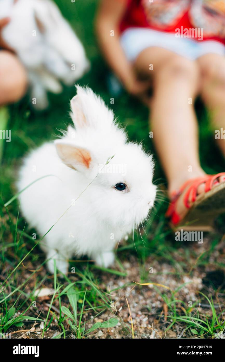 Little fluffy white rabbit sits on the grass near the girl's feet Stock Photo