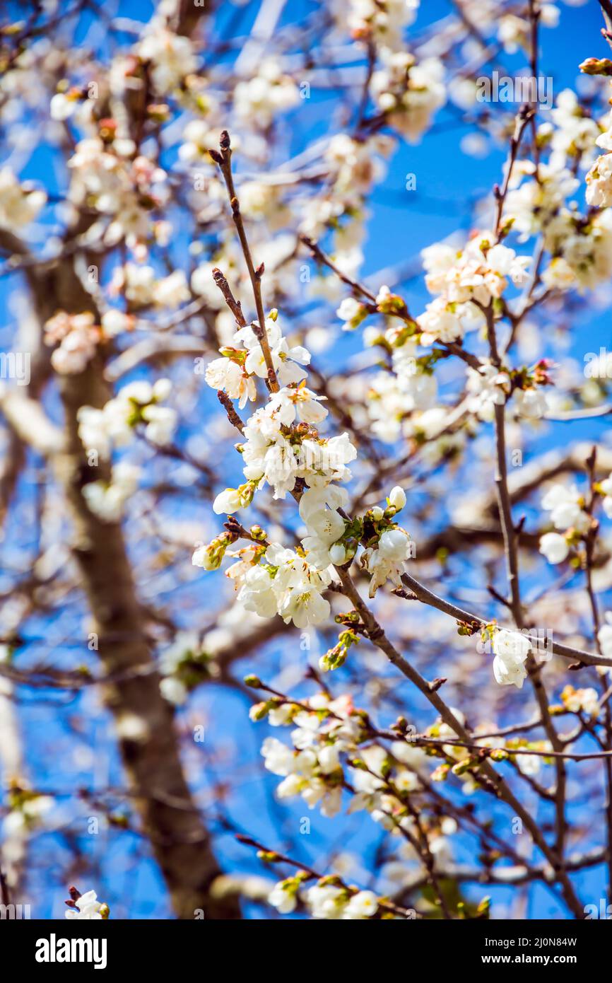 Olive tree blossom hires stock photography and images Alamy