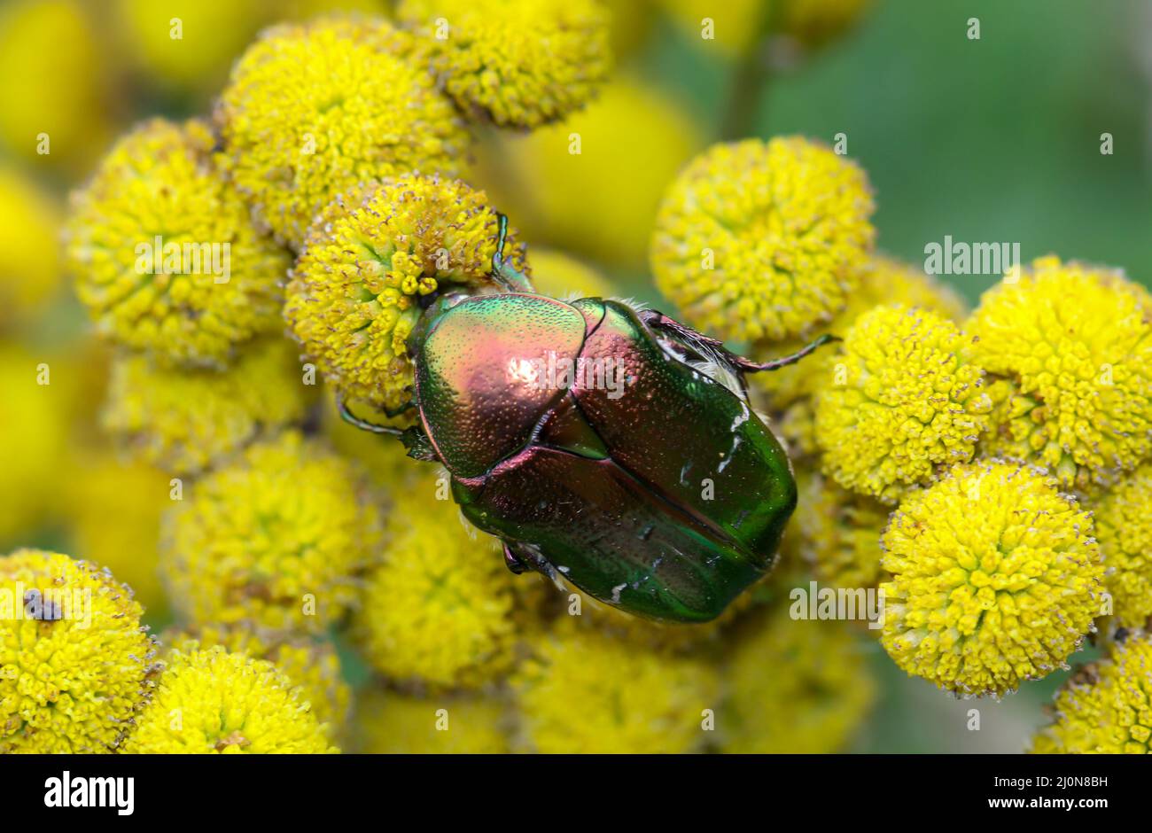 Close up of a shiny green rose beetle on a plant. A tansy Stock Photo ...