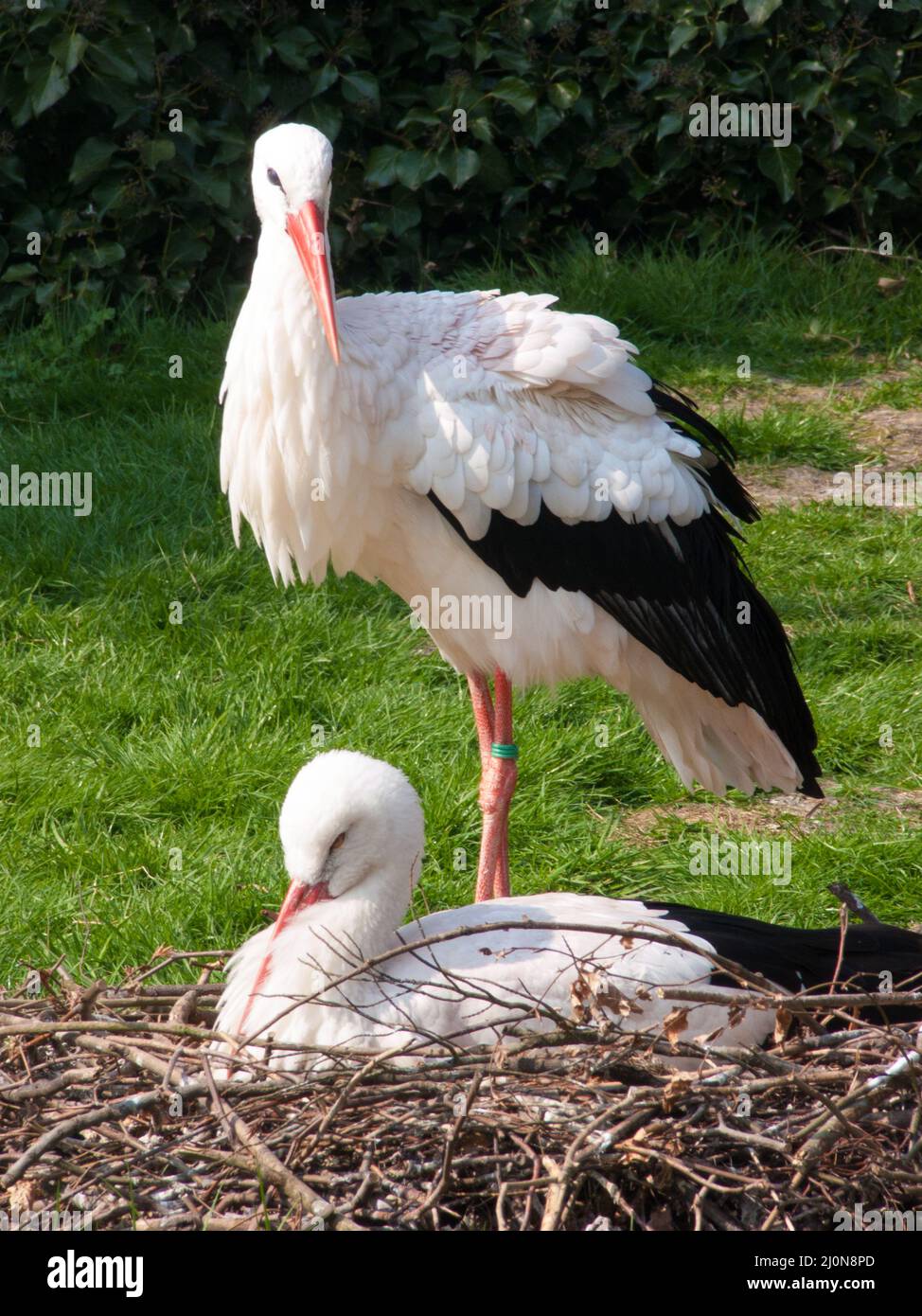 Beautiful shot two storks hi-res stock photography and images - Alamy