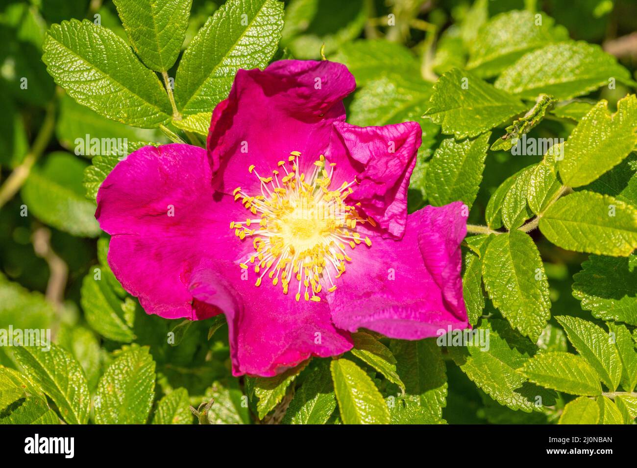 Flower of dog-rose close up Stock Photo - Alamy