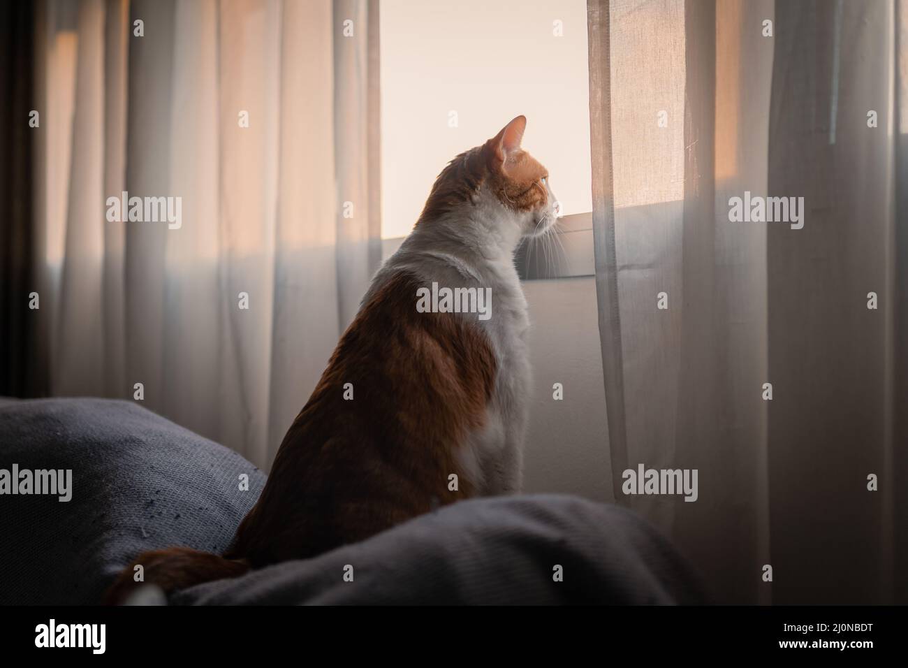 brown and white cat sitting on a sofa, looks outside from the window ...