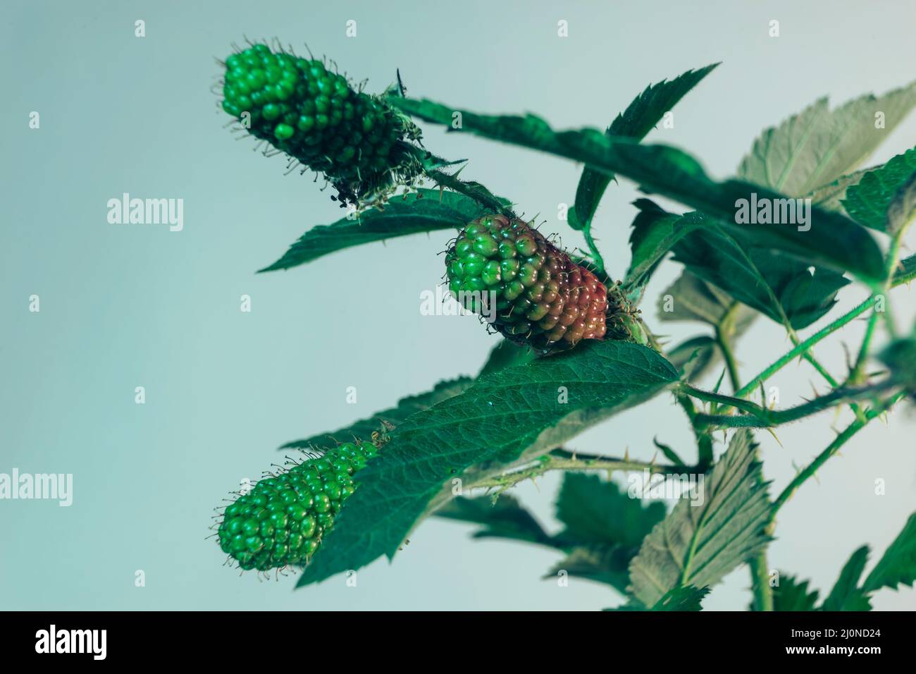 Close up of beautiful Blackberry early large-fruited (Karaka Black) on a blackberry bush, on a gray background. Macro photography view. Stock Photo