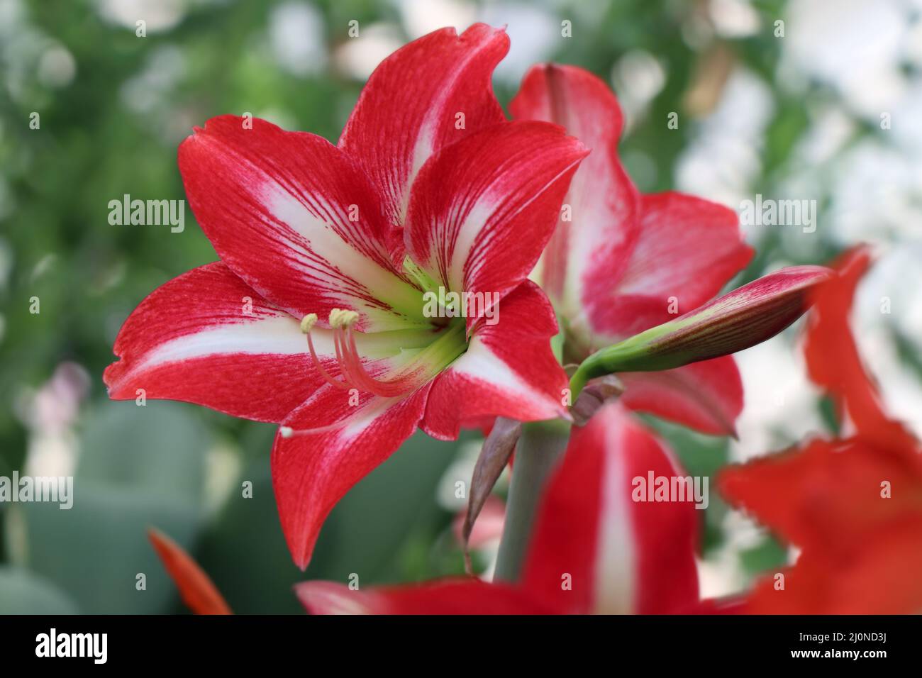 The boom of hippeastrum reginae.  Flowering perennial herbaceous bulbous plant Stock Photo