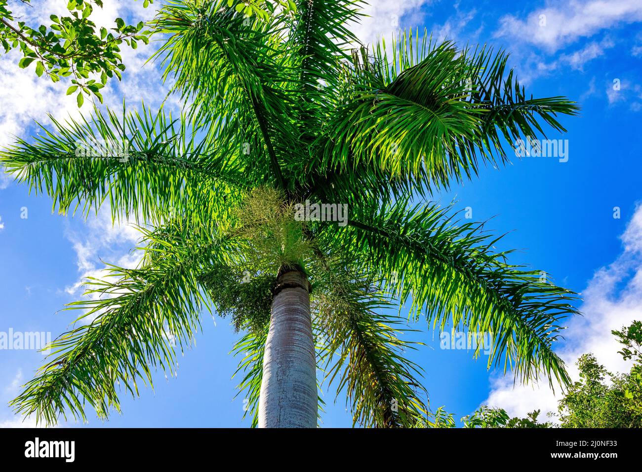 Royal Palm Tree, A Cuban National Symbol Stock Photo Alamy