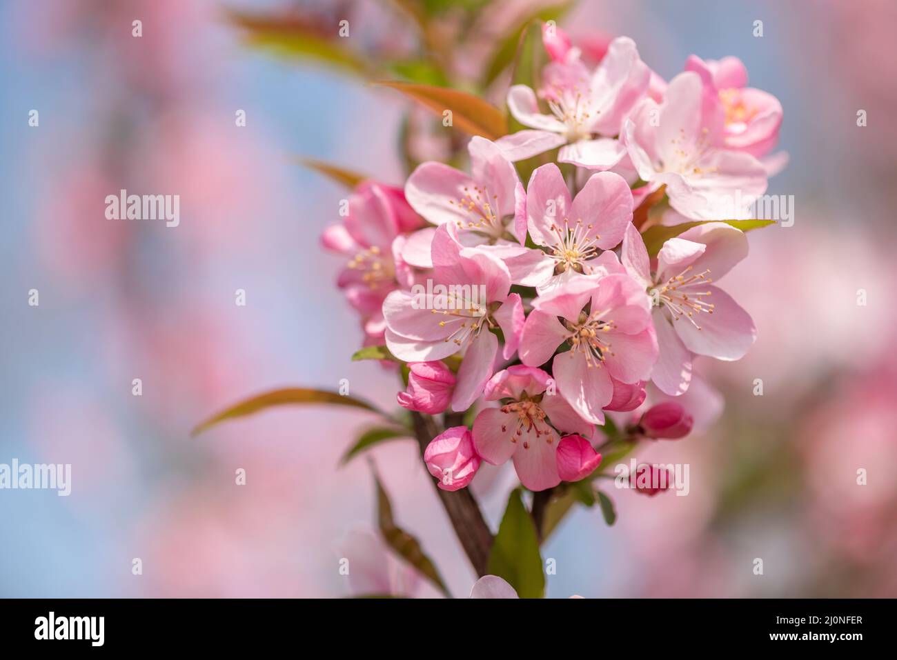 Peach tree flowers against blue sky close-up view Stock Photo