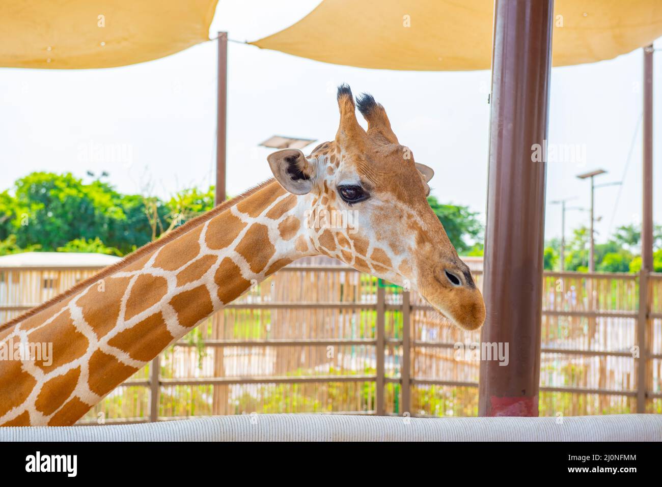 one beautiful giraffe stands in the zoo closeup Stock Photo Alamy