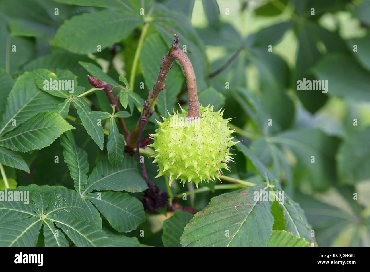 Fruit of the Horse Chestnut tree Stock Photo Alamy