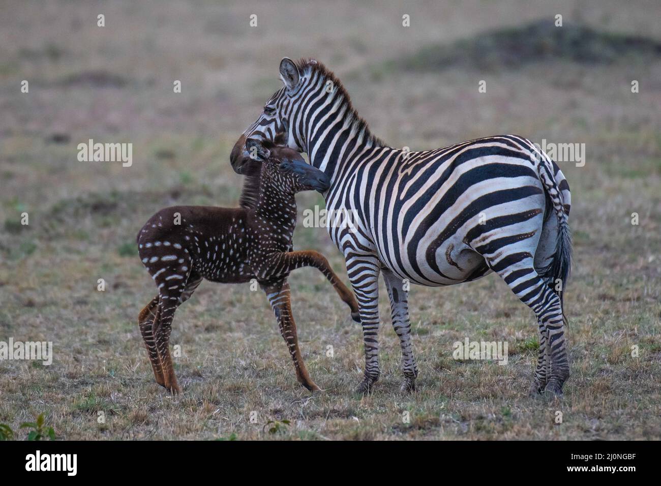 Exchanging stripes for spots, this unique zebra foal was born with a rare condition called pseudomelanism that is affecting his coat appearance. Stock Photo
