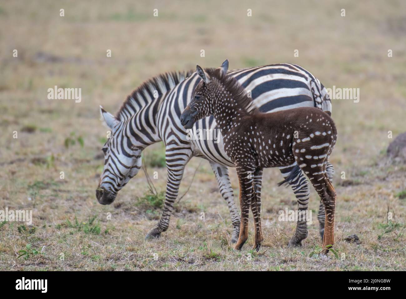 Exchanging stripes for spots, this unique zebra foal was born with a rare condition called pseudomelanism that is affecting his coat appearance. Stock Photo