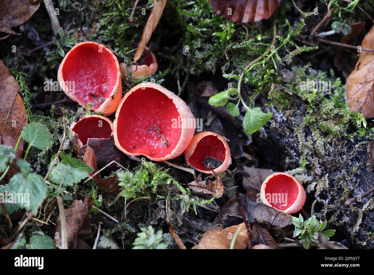 Scarlet elf cup, Sarcoscypha coccinea, ( Peziza coccinea ) growing abundantly in mossy woodland in winter Swabian Alb, Baden-Wuerttemberg, Germany, Eu Stock Photo