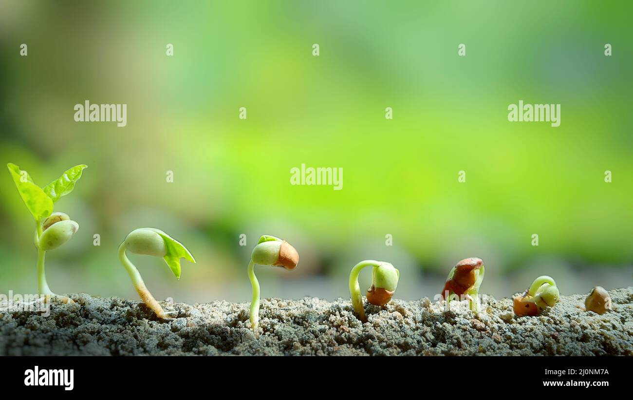 Close-UP of pea sprouts germinating in soil. Germinated seeds sequences and growth of pea plant. Seed germinating. Concept of Environmental day. Pea . Stock Photo