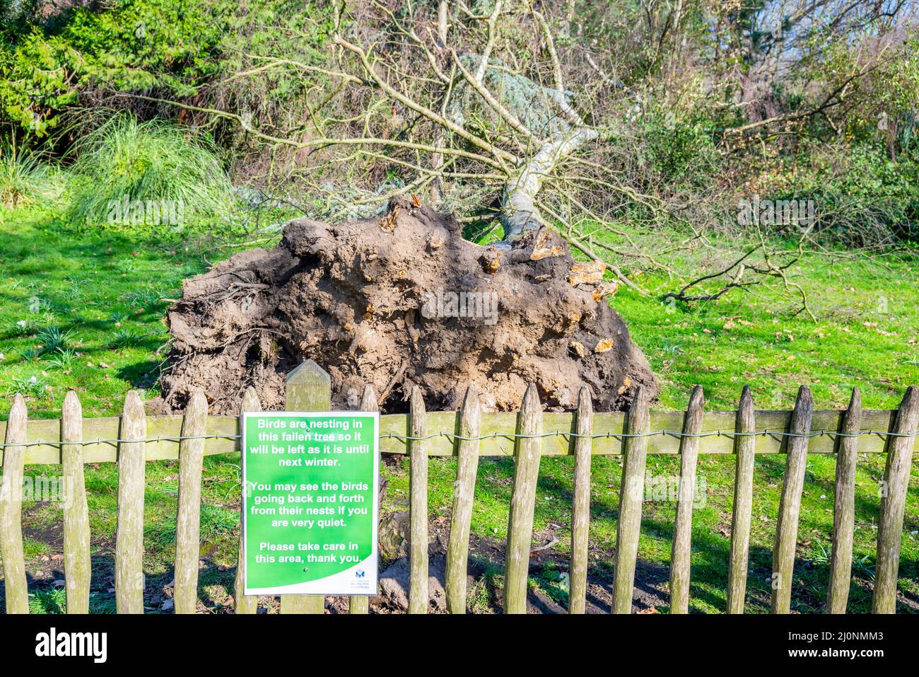 Fallen tree in the park of Holland Park, Kensington, London, UK, with a notice stating that it will be left in situ until winter due to nesting birds Stock Photo