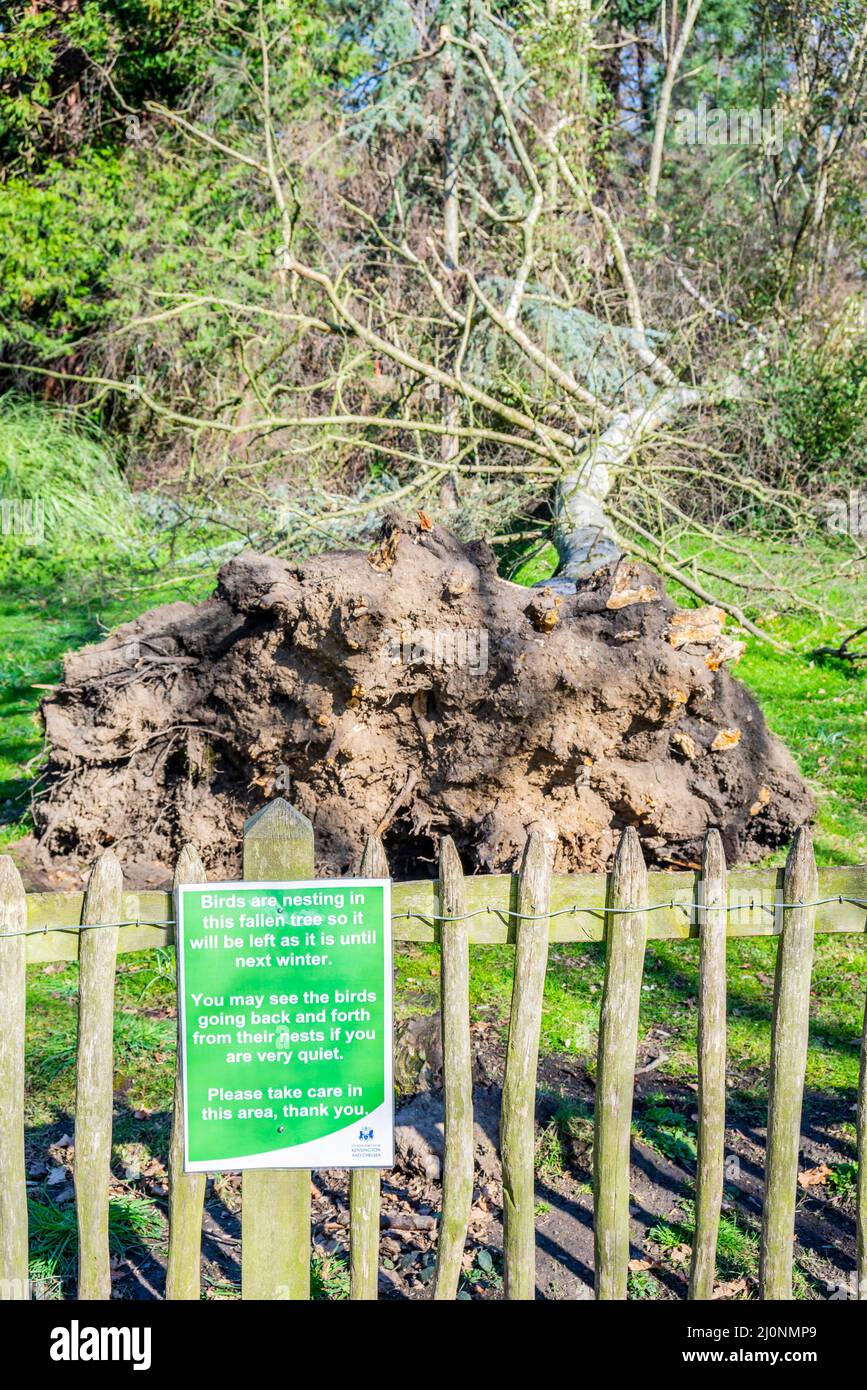 Fallen tree in the park of Holland Park, Kensington, London, UK, with a notice stating that it will be left in situ until winter due to nesting birds Stock Photo