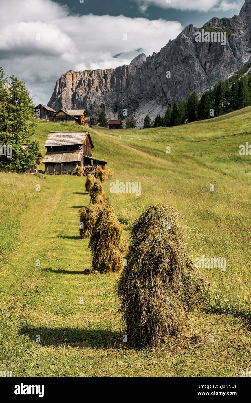 Wild hay triste on the alpine pasture in the Dolomites Stock Photo - Alamy