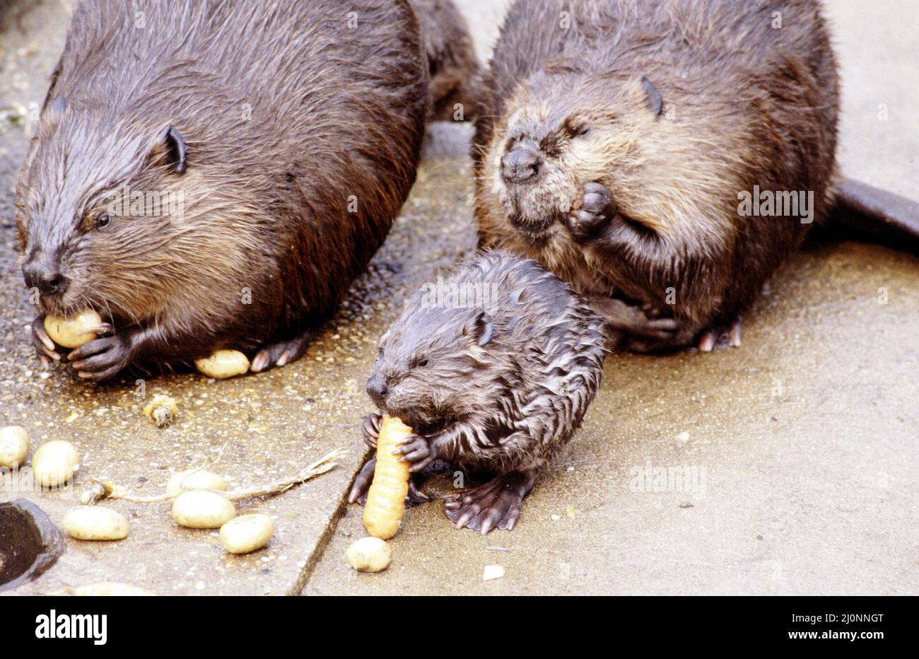 A Beaver eating a carrot at London Zoo August 1984 Stock Photo - Alamy