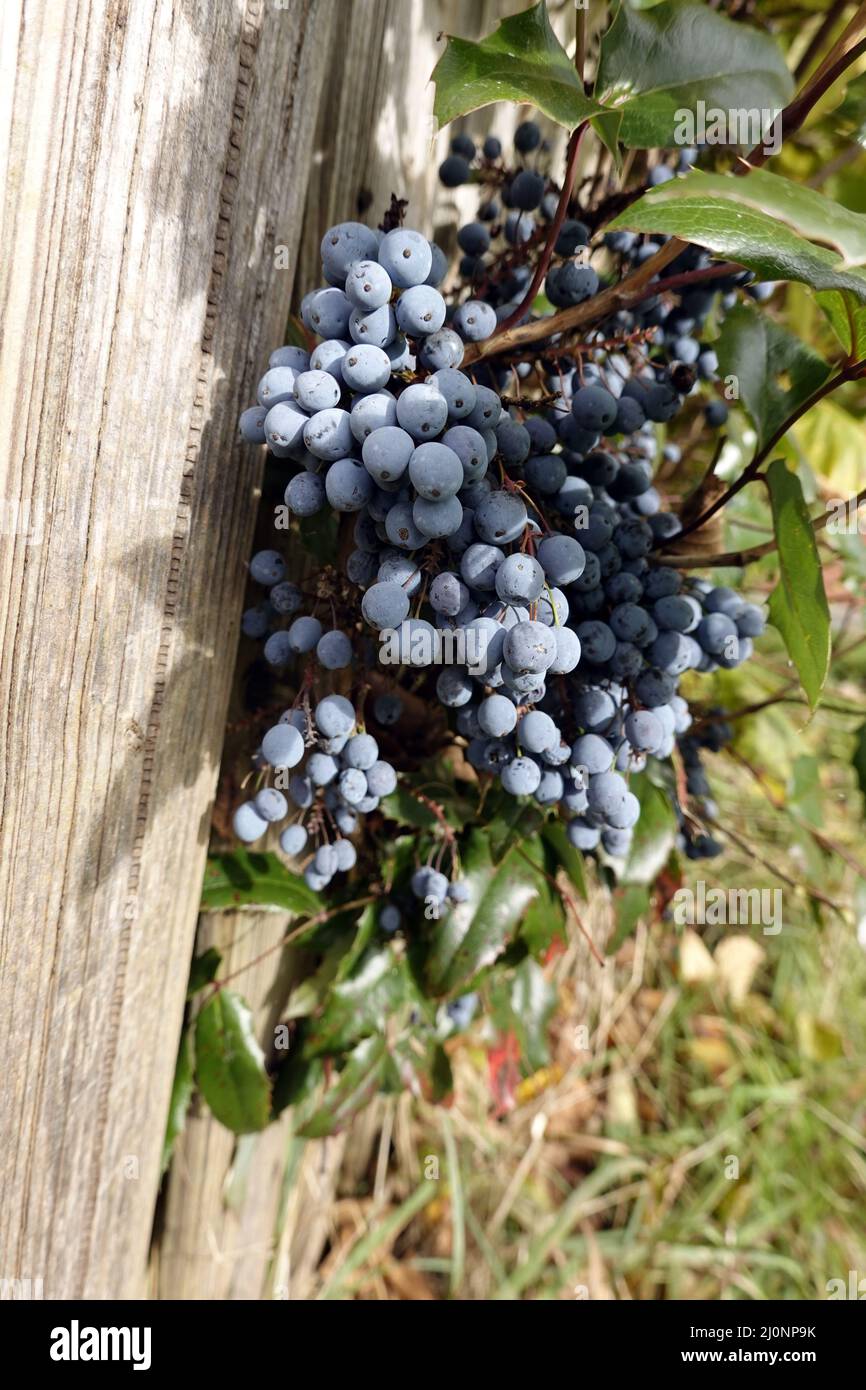 Oregon grape or hollyleaved berberry Shrub with ripe fruits Stock