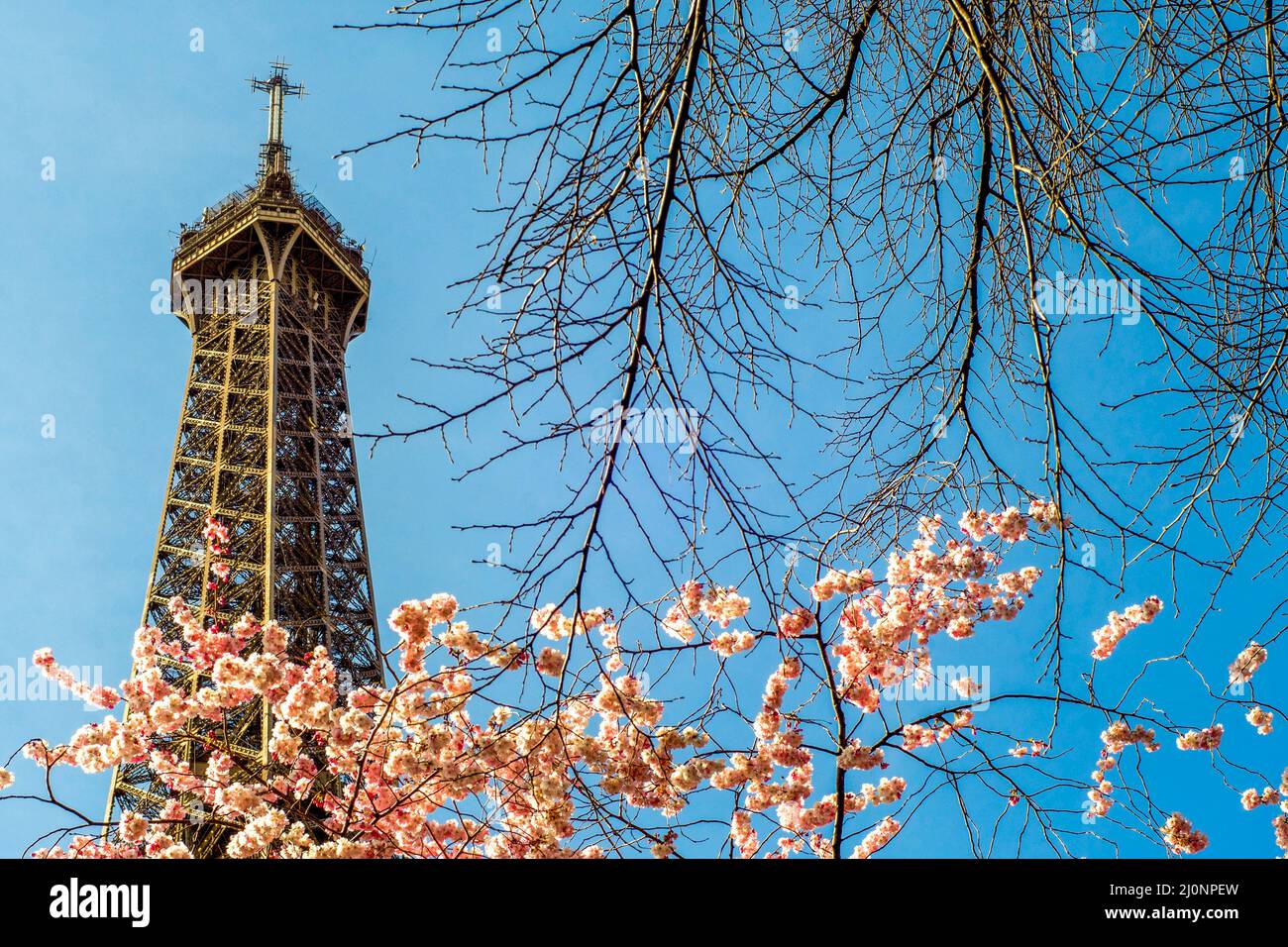 Top of the Eiffel Tower against the background of a tree blooms to pink and branches in Paris France.First signs of spring with flowers start to bloom Stock Photo
