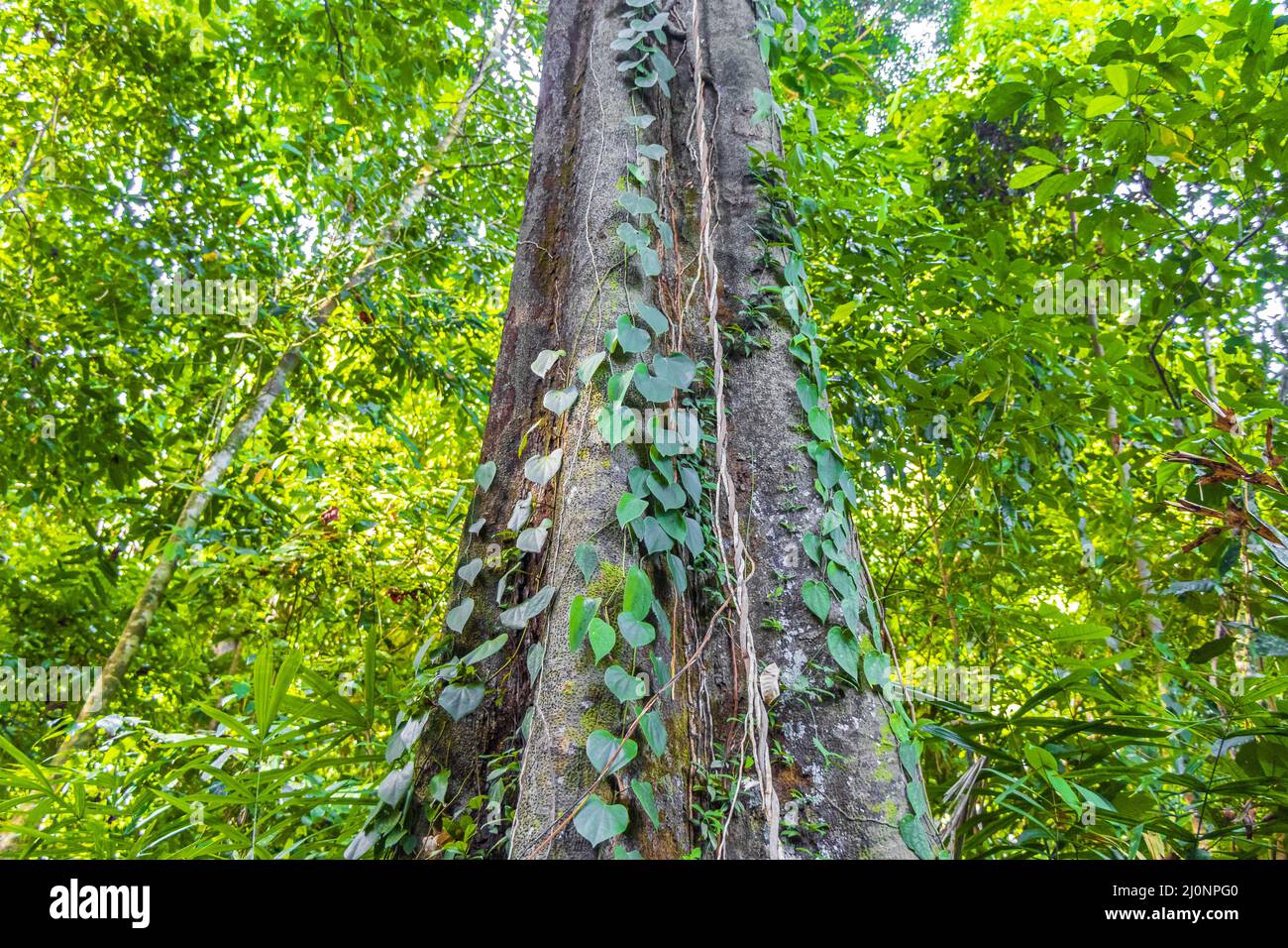 Hiking nature trail in tropical jungle forest Lamru Nationalpark ...
