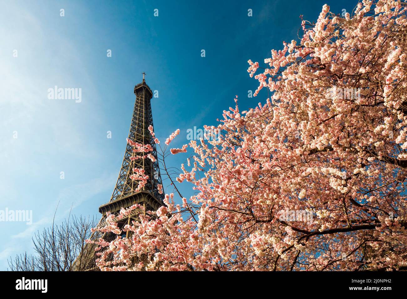 The tree blooms in pink against the backdrop of the Eiffel Tower in Paris. First signs of spring with splendid flowers start to bloom in France Stock Photo