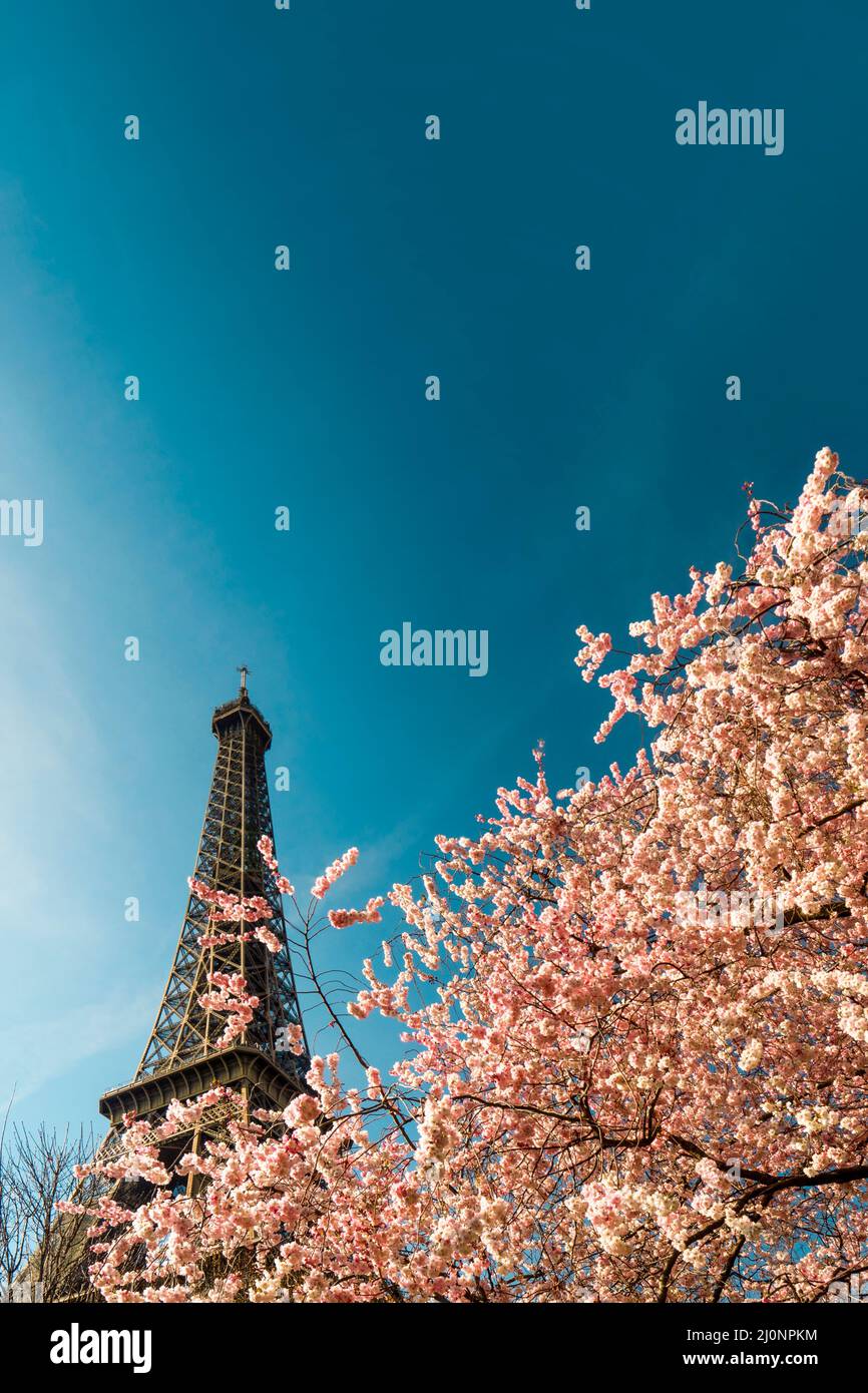 The tree blooms in pink against the backdrop of the Eiffel Tower in Paris. First signs of spring with splendid flowers start to bloom in France. Stock Photo
