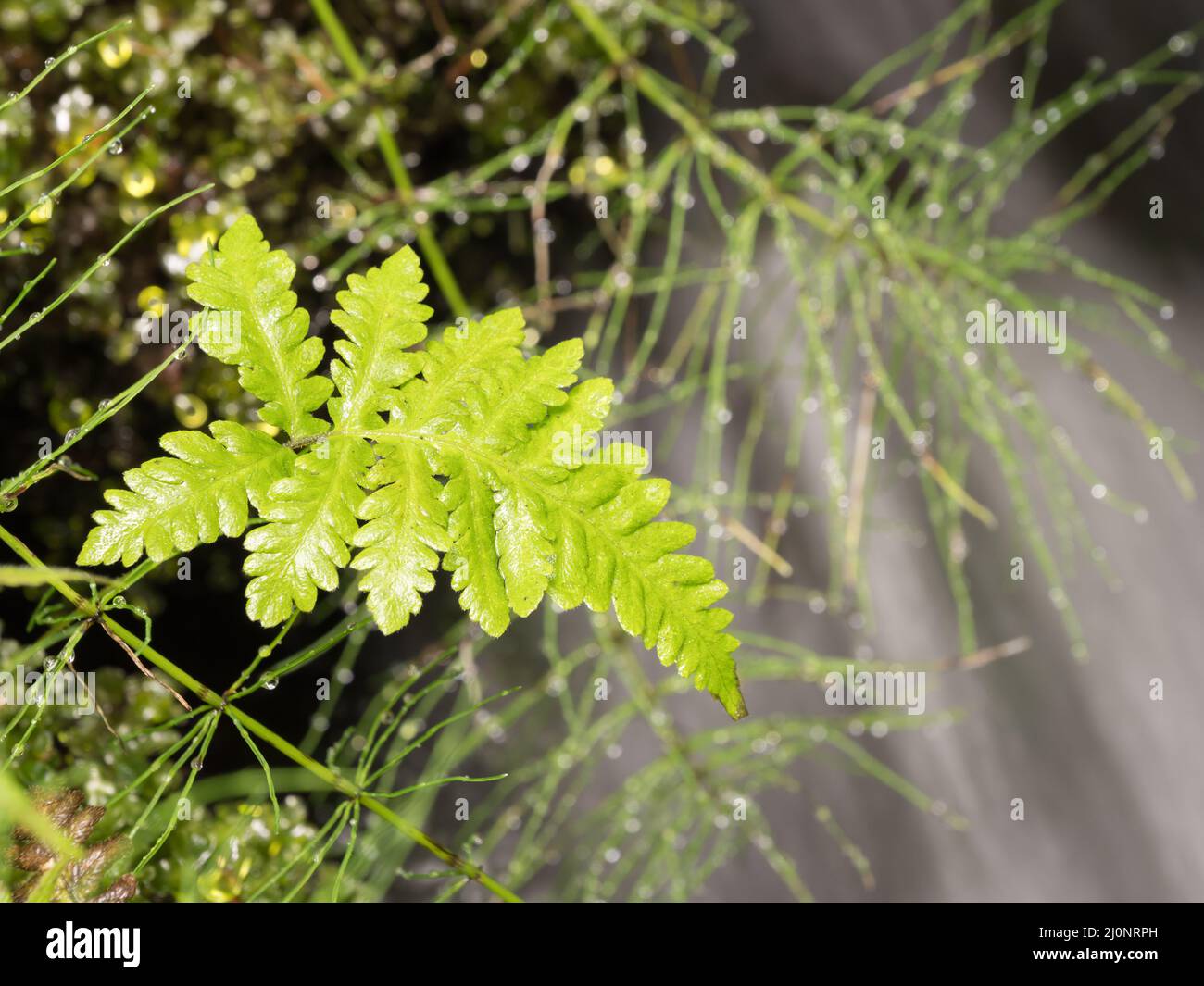 Fern growing by spring brook Stock Photo