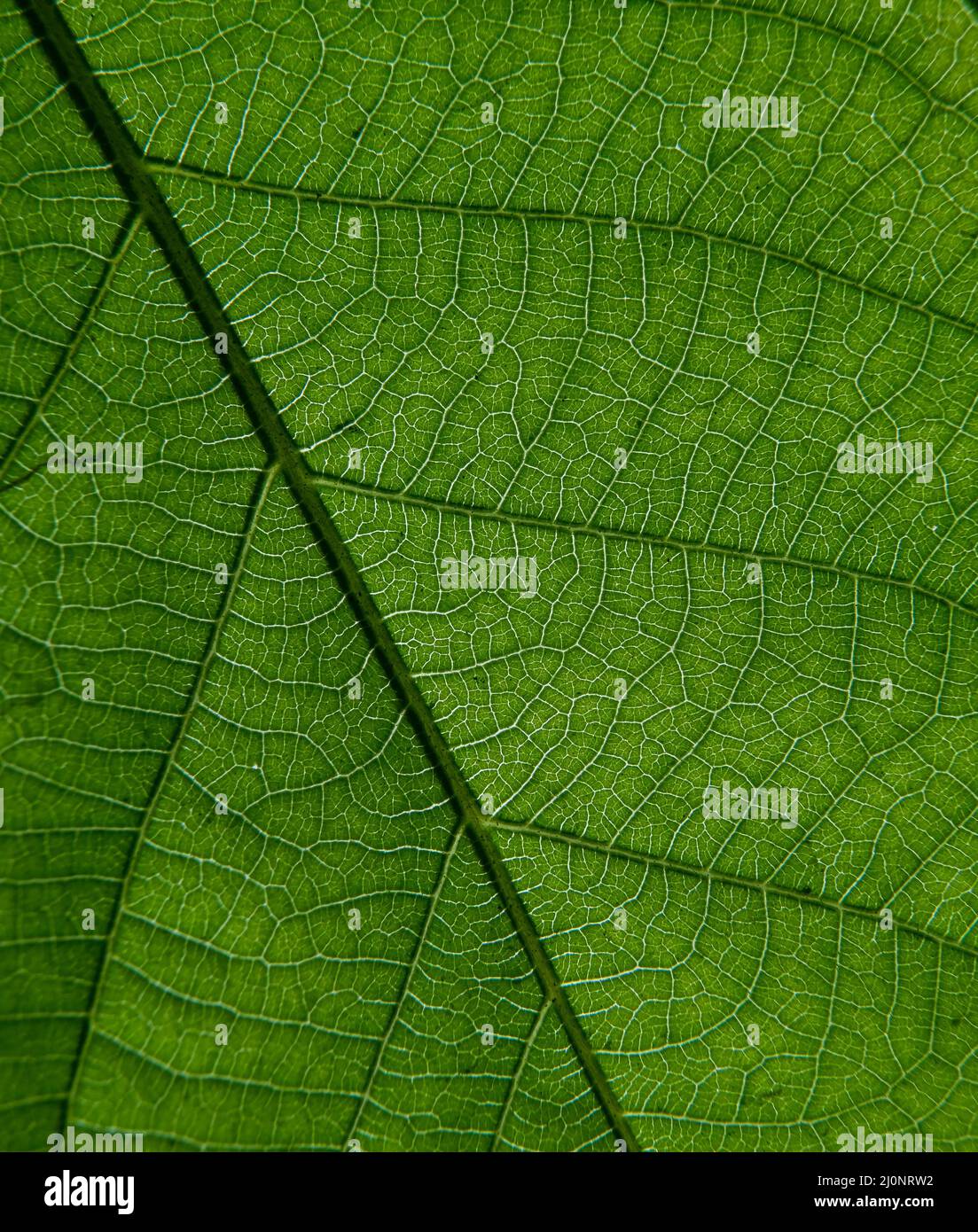 closeup photo of plant leaf veins Stock Photo