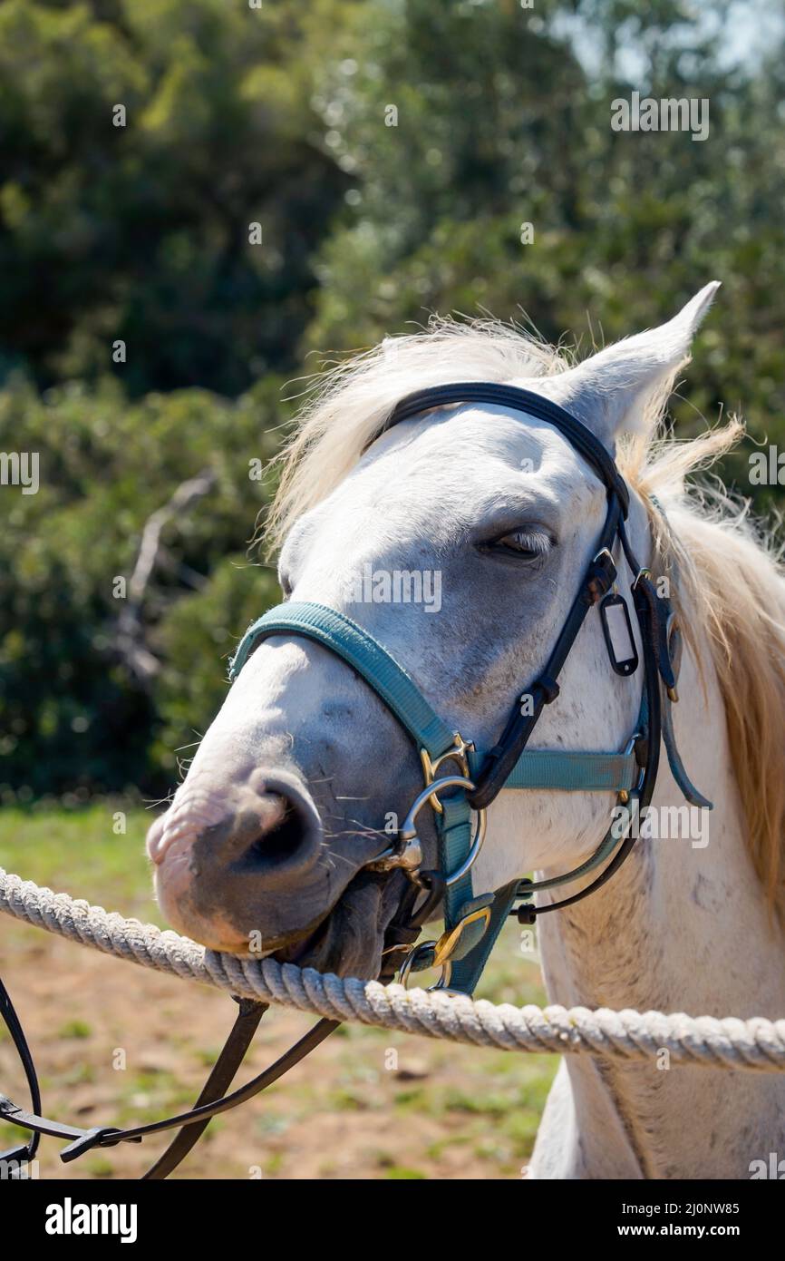 Portrait of a horse, a riding horse with a saddle in the great outdoors. Stock Photo