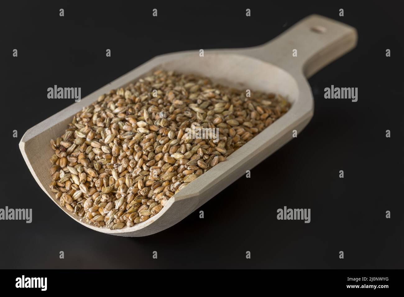 Barley malt for brewing Stock Photo Alamy
