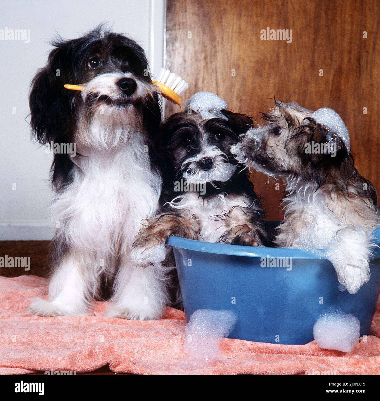 Pippin the Dog - March 1984prepares two of her pups for TV show Rub a ...