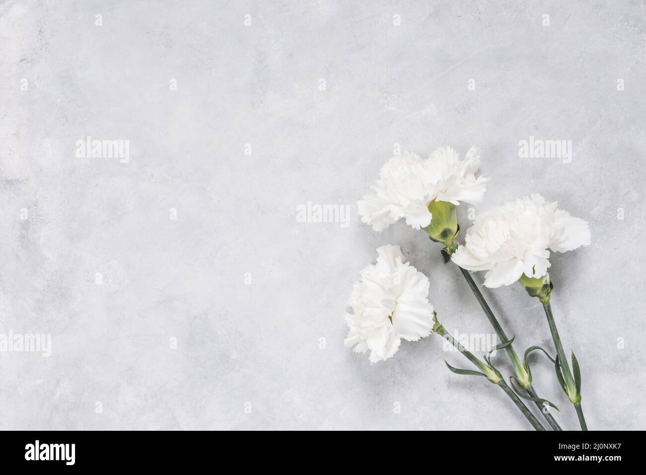 White carnation flowers table. High quality and resolution beautiful photo concept Stock Photo
