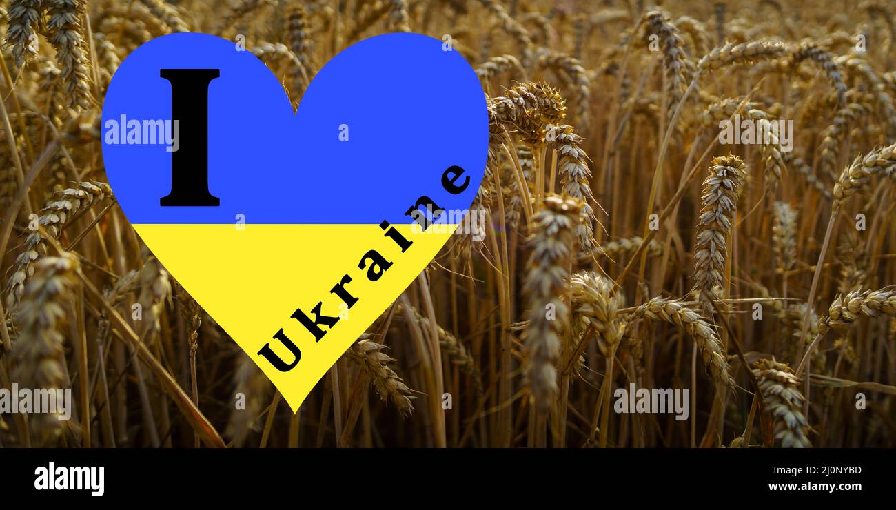 Ukraine War with Russian Invasion, Wheat Harvest, United Nations and Europe, Flag, Peace Dove, Heart, Stock Photo