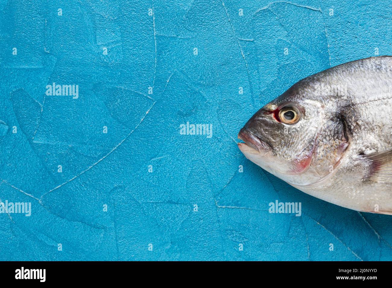Top view fish blue background. High quality and resolution beautiful photo concept Stock Photo