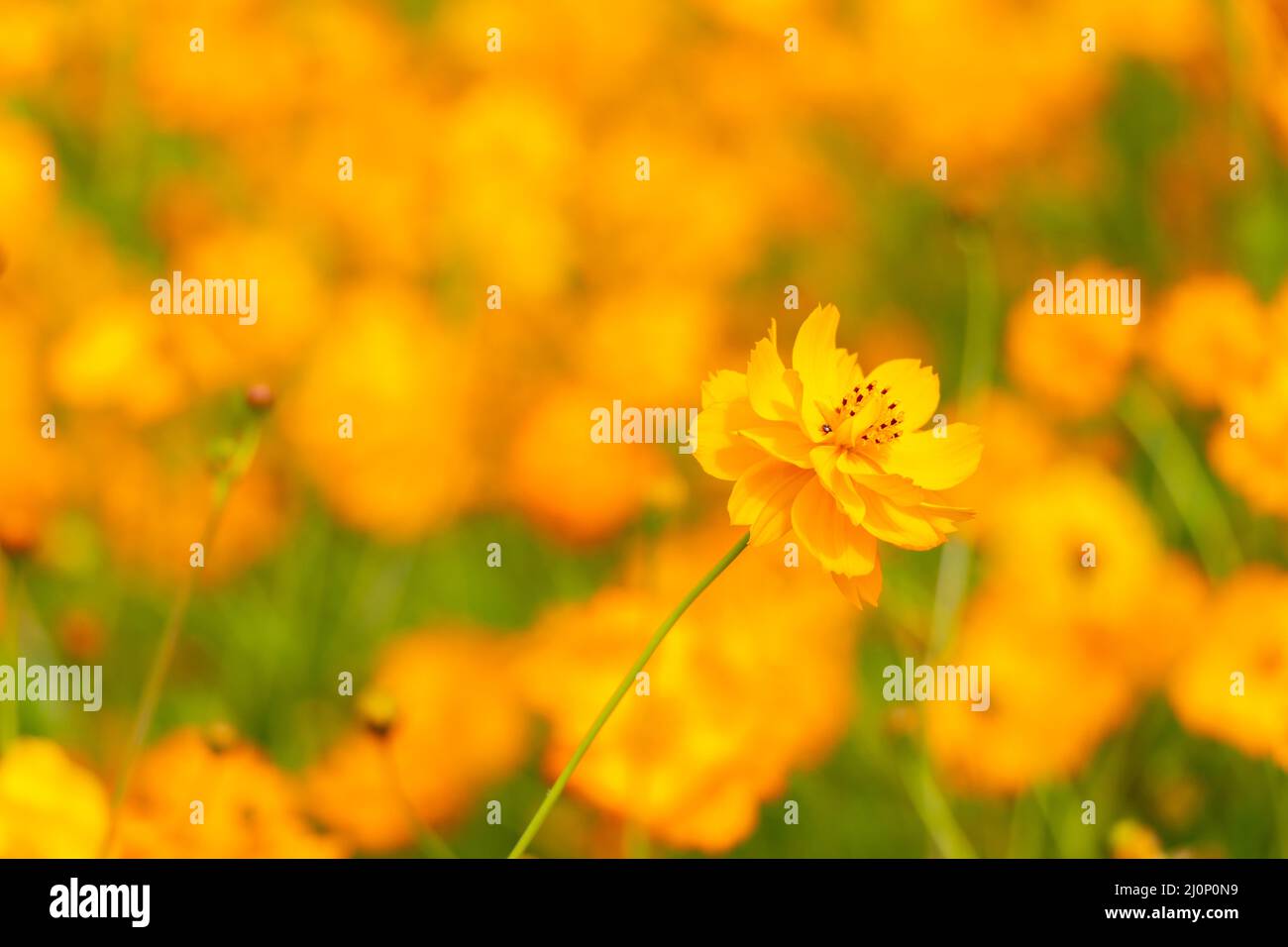Beautiful yellow color cosmos (Cosmos sulphureus) flower field background Stock Photo Alamy