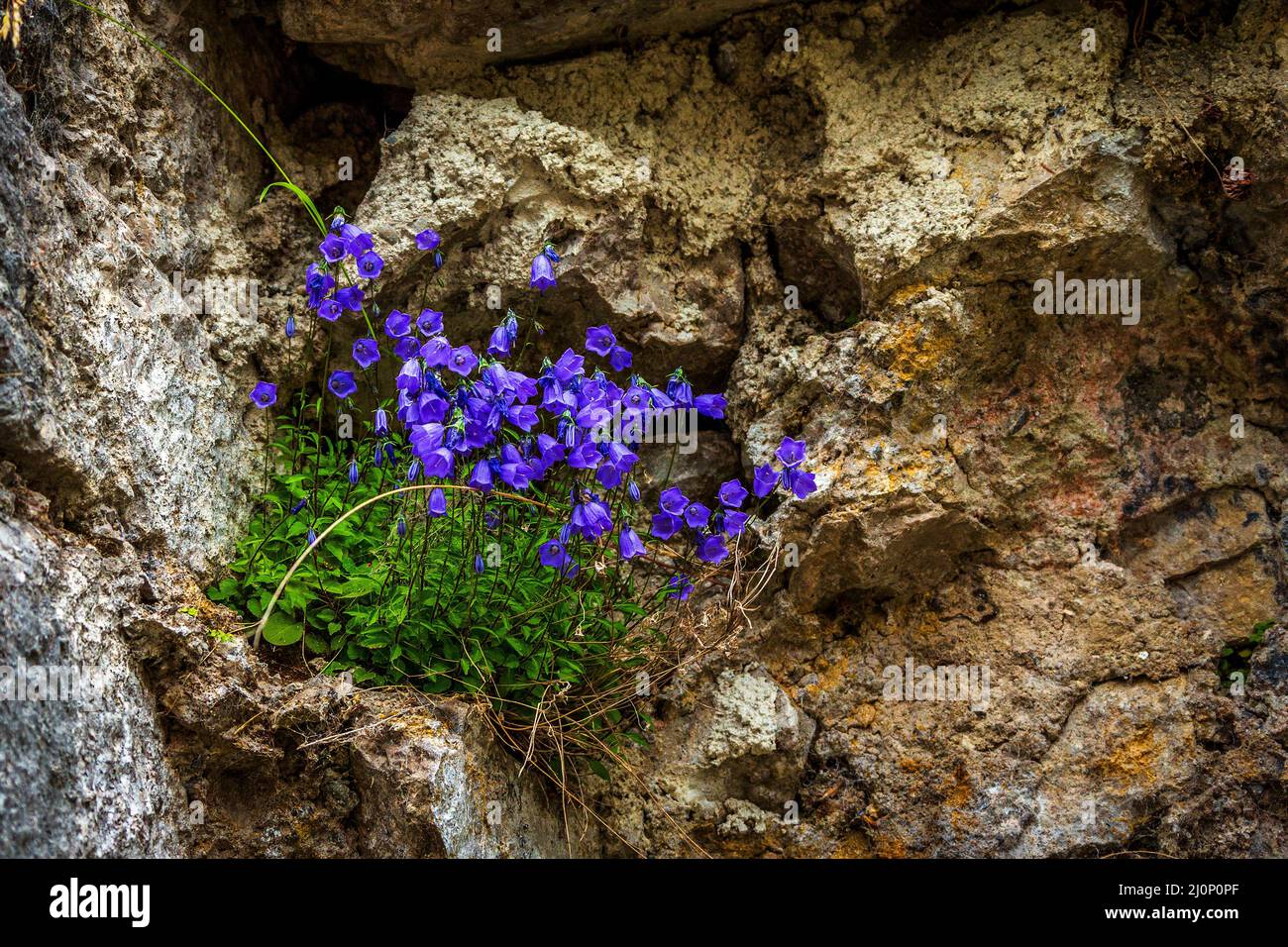Dwarf bellflower in the Austria Alps. Stock Photo