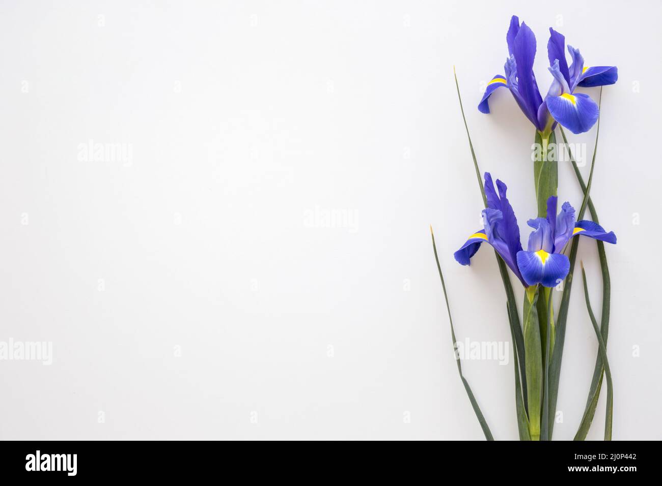 Purple iris flowers isolated white background . High quality and resolution beautiful photo concept Stock Photo