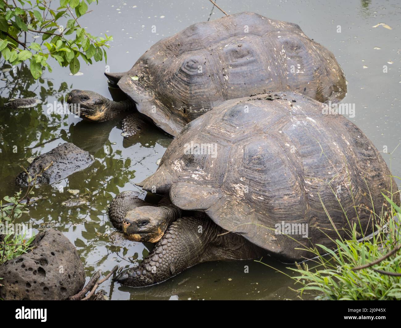 Giant Galapagos tortoises bathing, Isla Santa Cruz, Galapagos, Ecuador ...