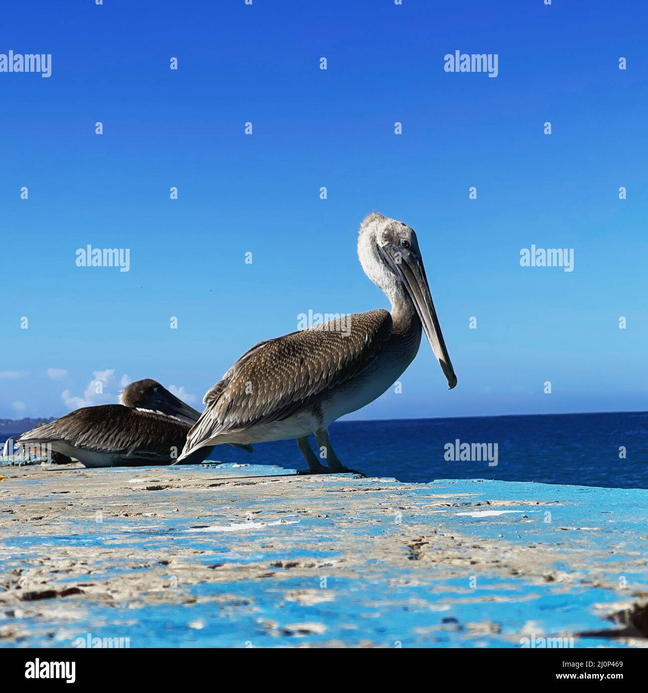 Closeup shot of Pelican on crash boat beach, Aguadilla, Puerto Rico Stock Photo