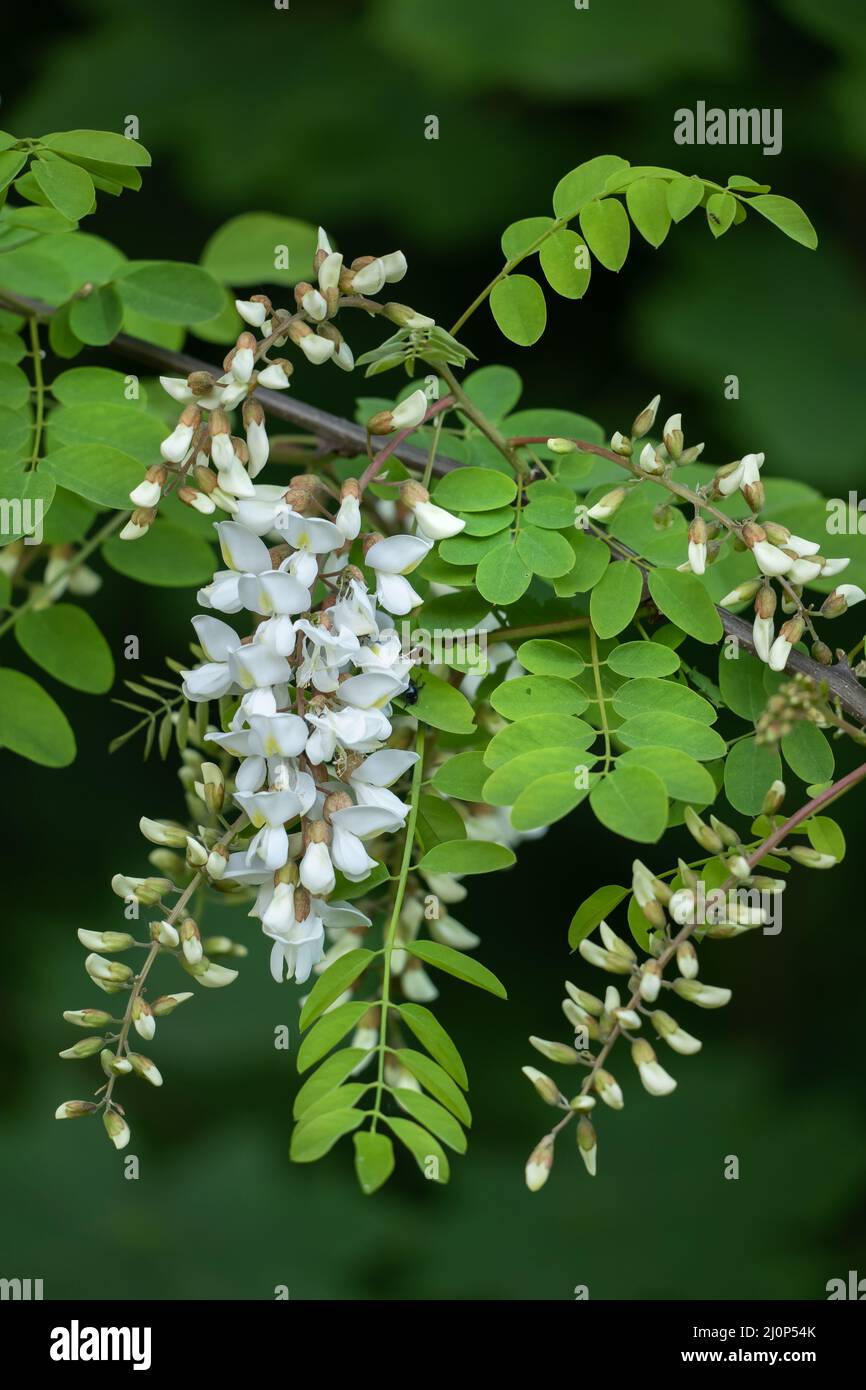 Robinia pseudoacacia or false acacia, black locust, deciduous tree white flowers, pea family: Fabaceae. Stock Photo