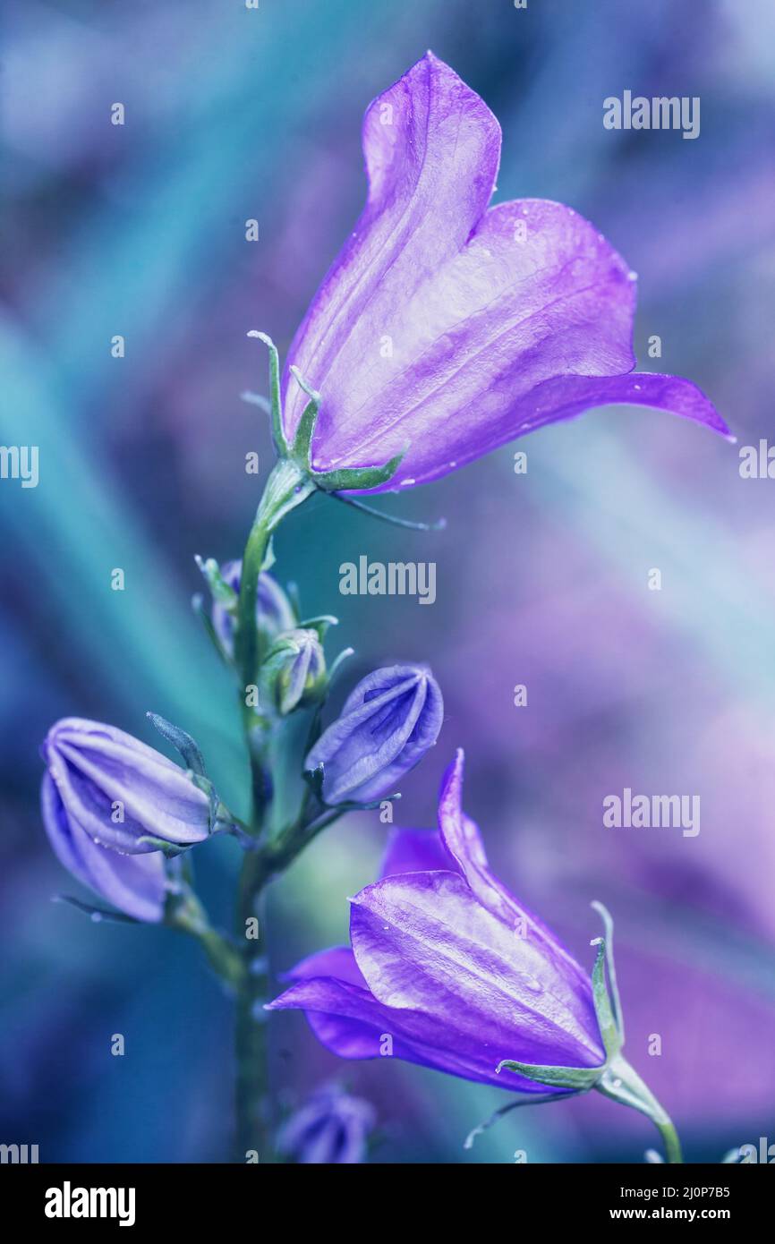 Blue-green vintage harebell flowers. Bouquet of summer flowers outdoor Stock Photo