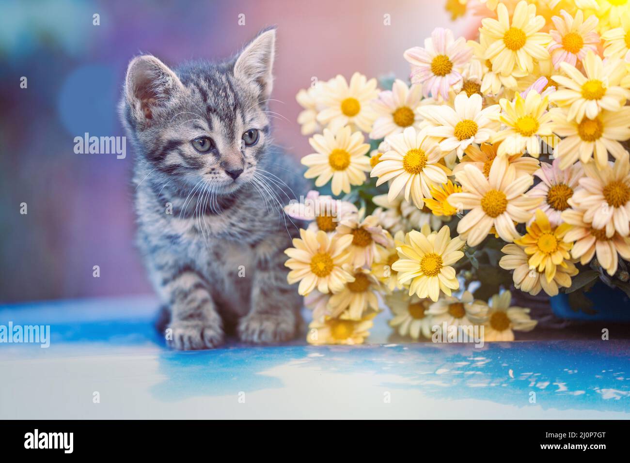 Cute little kitten with a bouquet of yellow chrysanthemum flowers Stock Photo