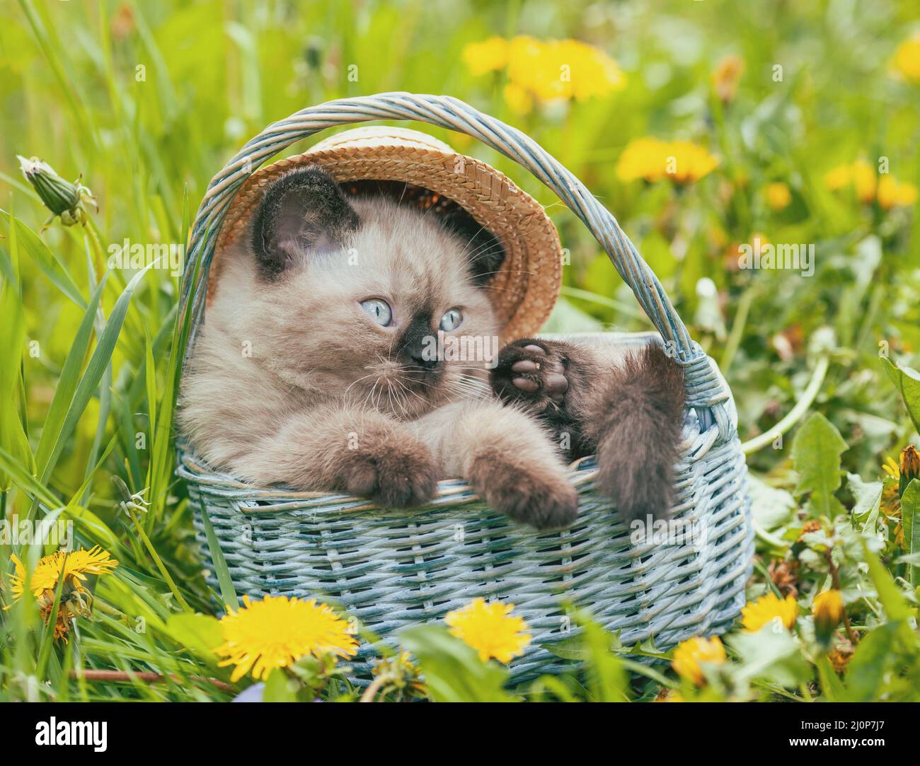 Little kitten wearing straw hat lying in a basket on the grass in spring Stock Photo