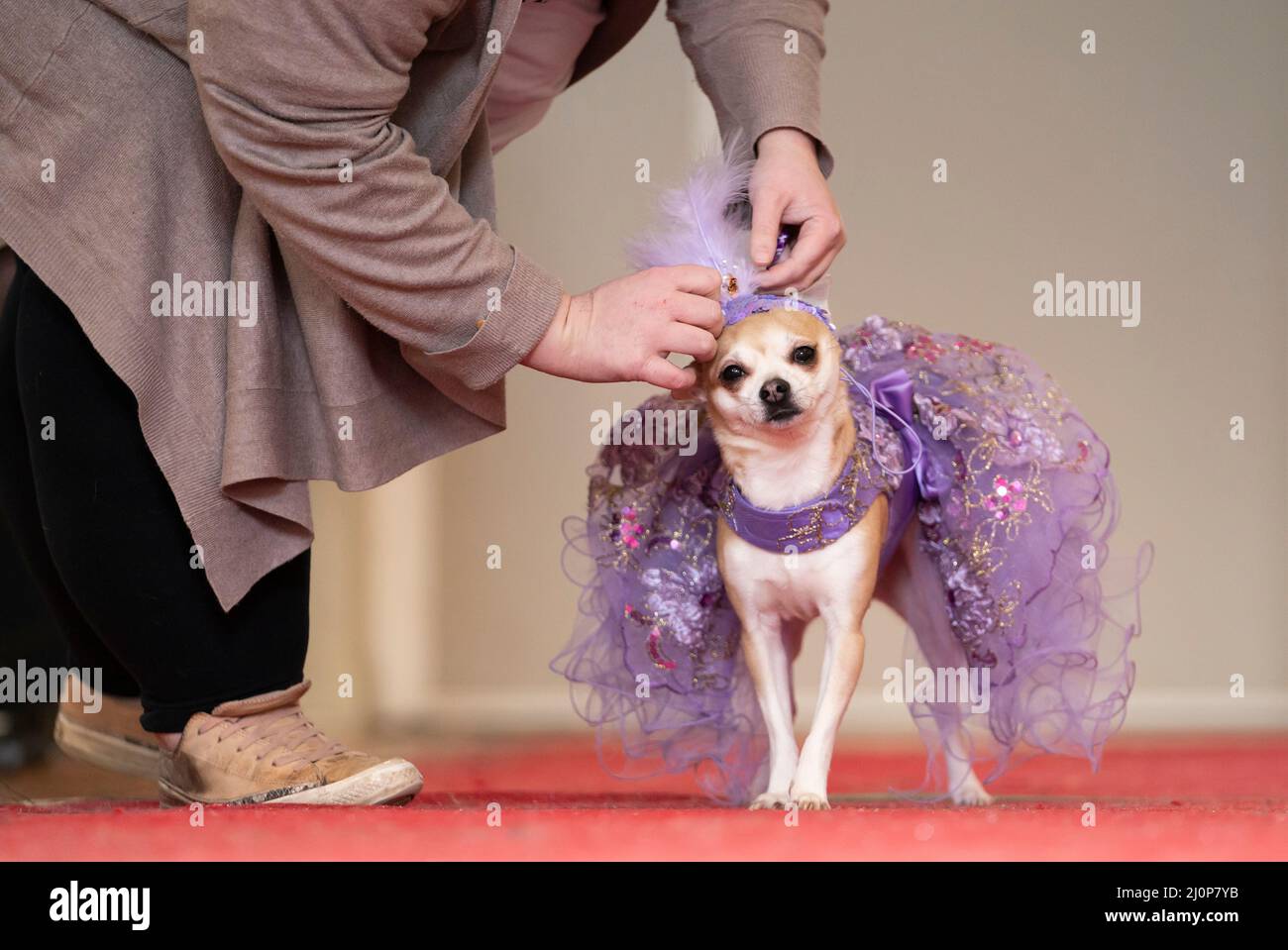 A dog during the Hollywood (A day at the Oscar's) themed Furbabies Dog