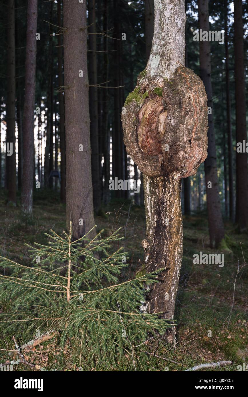 Injury to the tree trunk - pathological growth, outgrowth and overgrowth Stock Photo