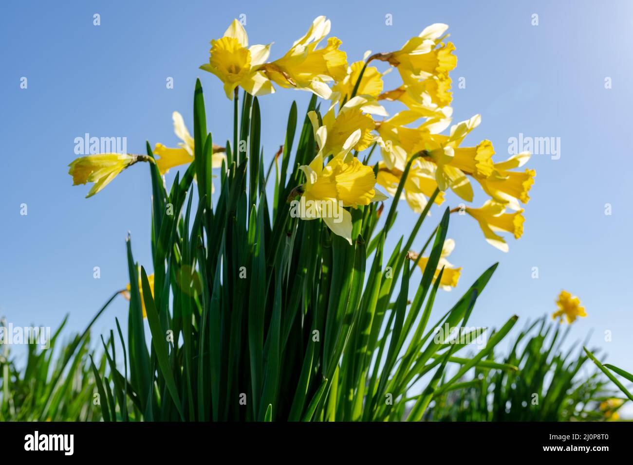 Low angle closeup of bright yellow Daffodils against a bright clear blue sky in spring time Stock Photo