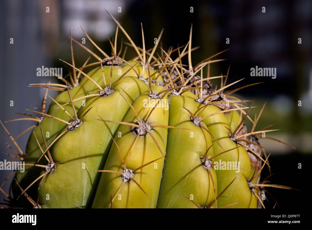 Homegrown hardy cactus variety and view of its spikes Stock Photo