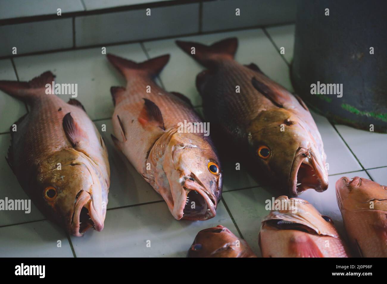 Whole Fresh Fishes Of Tuna And Red Snapper On The Fish Central Market whole-fresh-fishes-of-tuna-and-red-snapper-on-the-fish-central-market