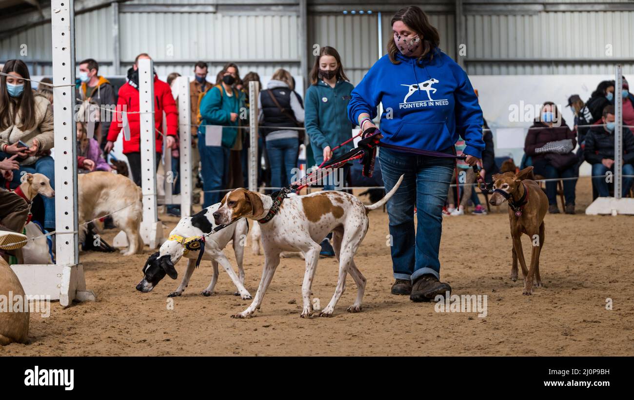 Pointers dog hi res stock photography and images Alamy